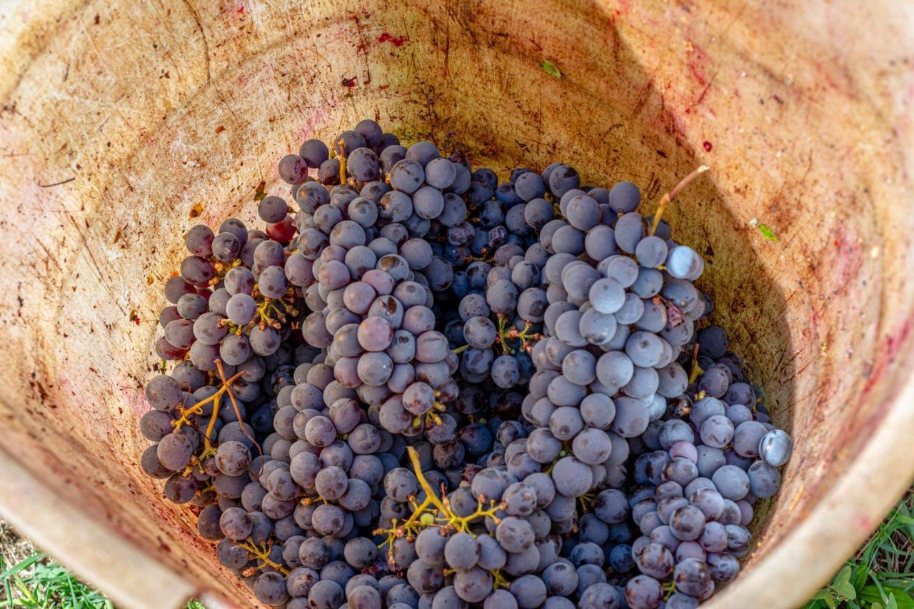 Podere Sant'Antonio Fauglia Экстерьер фото