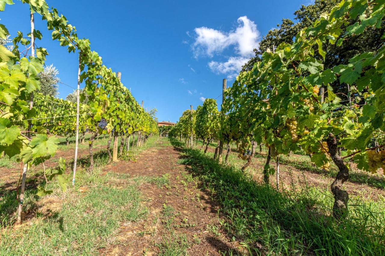 Podere Sant'Antonio Fauglia Экстерьер фото